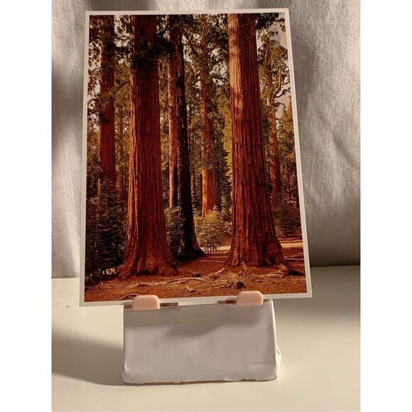 Yosemite Unposted Postcard Sequoia Redwood Vintage-B Clemenz-Natl Park Card 2823 - Picture 1 of 4